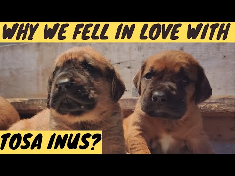 Why we fell in love with TOSA INU dogs?