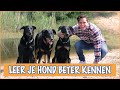 Wat heeft een hond nodig? | DierenpraatTV