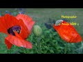 Hinech Yafa - Light in Babylon ( Erkan Simsek ...