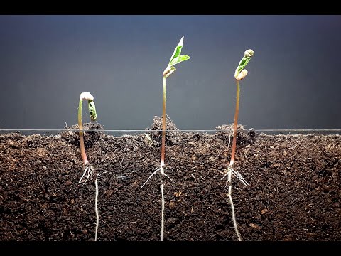 mung bean and corn time lapse  - Plant time lapse series