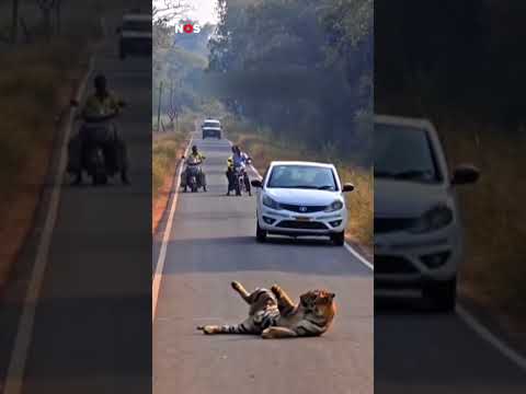 Chillende tijger veroorzaakt file in India