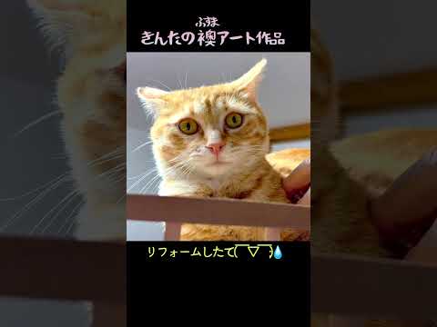 家をリフォームしたら飼い猫が芸術作品を披露してきた💧#多頭飼い猫 #保護猫 #猫のいる暮らし