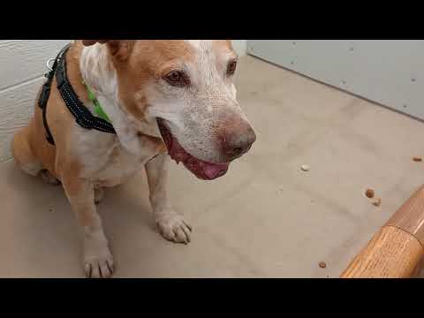 Thanos 6y A860492 big bark's his quirk but otherwise lovely guy@TRN, from kennel 127 PACC shelter735