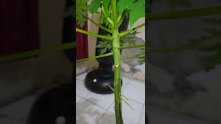 Download lagu cara buat pepaya berbuah di pot #garden mp3