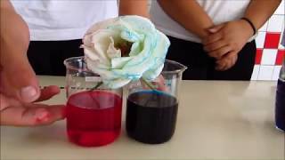Experimento - rosa arco-íris