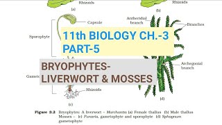 Class 11 Biology|Ch.-3 |Part-5||Bryophytes-Liverwort & mosses||Study with Farru