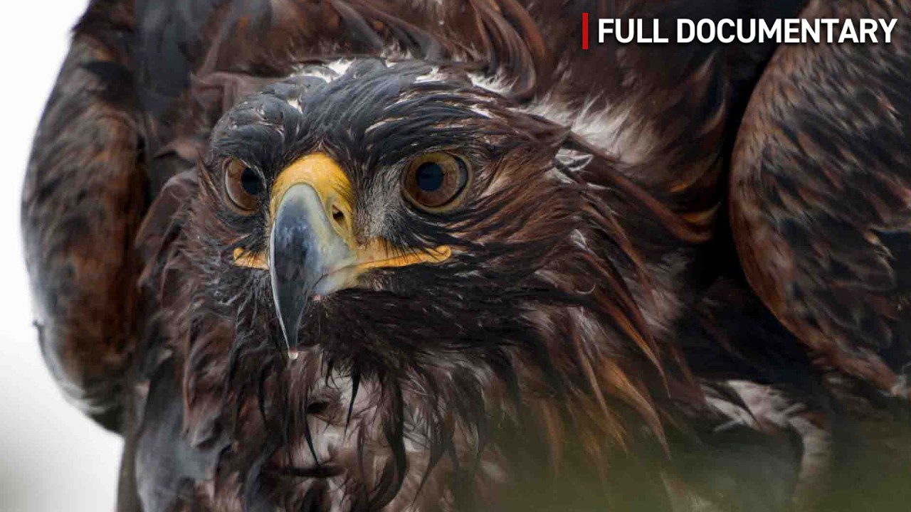 Golden Eagle: The King of the Mountains | Full Nature Documentary