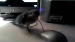 Quaker parrot singing to Black Sheep