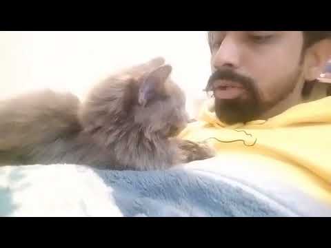 saleeping cats #6cats #fahadshahzad #shortvalog