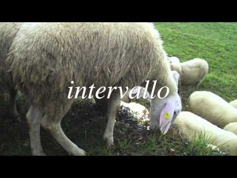INTERVALLO - S.Tomaso, pecore