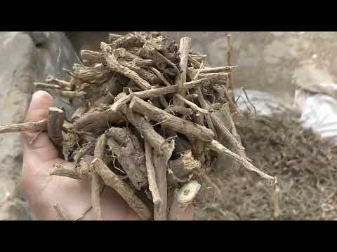 Mulethi Roots - Yashtimadhu - Jethimadh - Liquorice