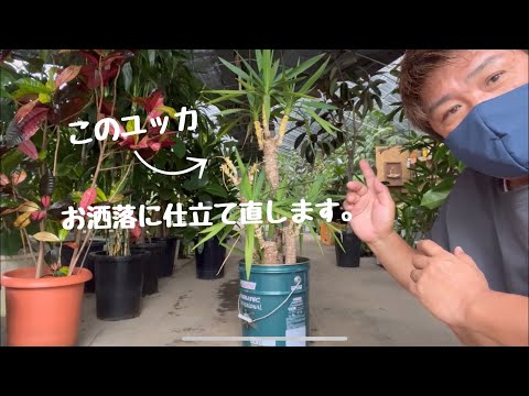 園芸 室内のユッカの植え替え