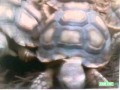 Sesame Street Turtle