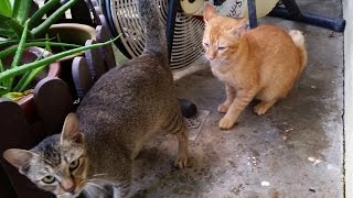 Alley Cats Live On A Mango Tree 🐈★Kitty Couple★ ★Survival★