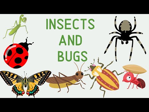 Insects and Bugs  -Kids Vocabulary| Educational video| All About Insects: Bee, Butterfly, Ladybug