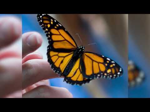 Joseph Goldstein – Insight Hour – Ep. 15 – The Kind Heart