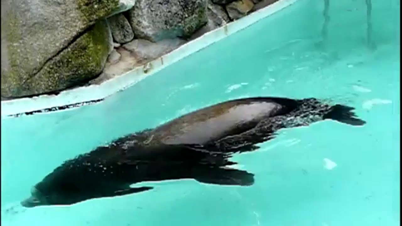 最後のビデオです。My Last video.