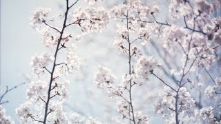 【MV】[.que] - flora