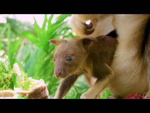 オーストラリアのツリーカンガルーのジョイが母親のポーチから覗き込む (Australia's tree-kangaroo joey peeks from mother's pouch)