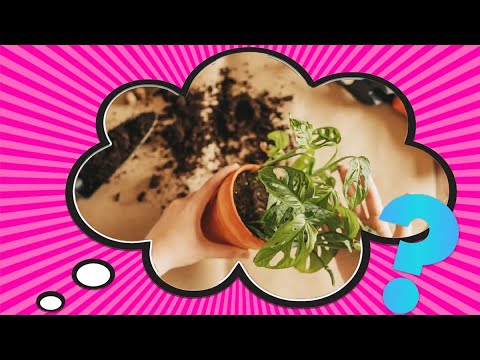 Garden Soil vs. Potting Soil: What's the Difference?