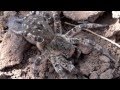 Большой ядовитый паук-Южнорусский тарантул 