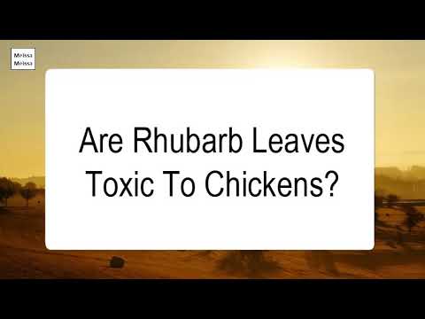 download lagu mp3 mp4 Can Chickens Eat Rhubarb, download lagu Can Chickens Eat Rhubarb gratis, unduh video klip Can Chickens Eat Rhubarb