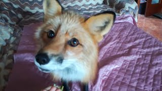 Funny Fox Eating Peas!