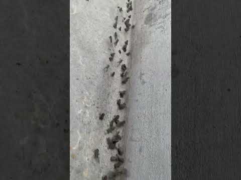 Currently at Work! “Survival” #wildanimals #wildlife #animals #frog #frogs #nature #survival #shorts