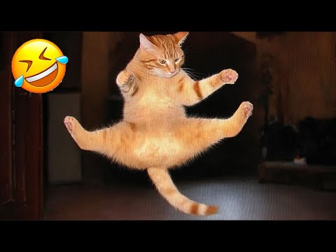 Essayer de ne pas rire les animaux les plus drôles 2025 partie 7