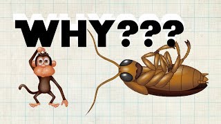 What happens to cockroach when they flip?