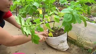 How to propagate potatoes at home for many tubers and easy