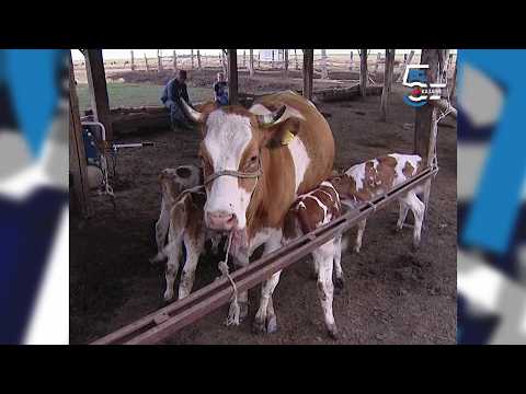 Čudo neviđeno - krava Julka otelila 4 teleta