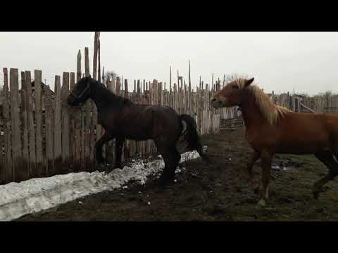 Случка лошадей . Быстро , безопасно , без травм.