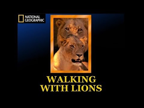 Walking With Lions National Geographic Documentary 2002