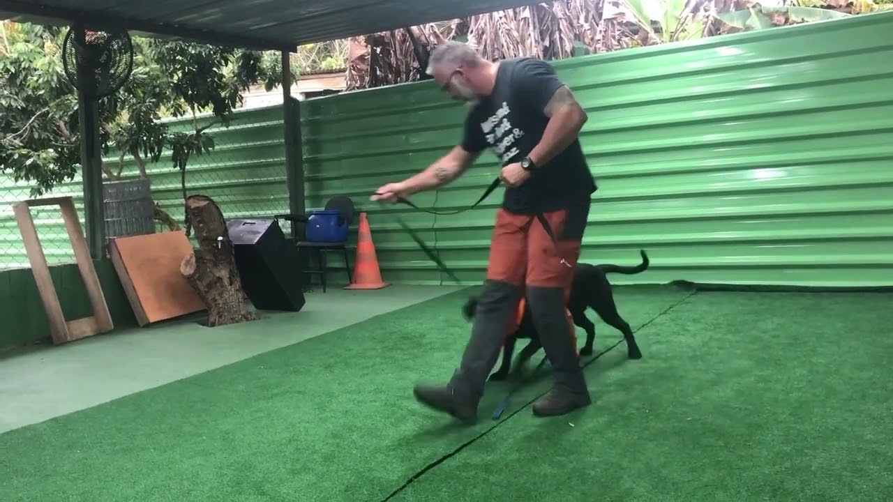 CÃES TARDIOS   Como Iniciar o Treinamento para Guarda e Proteção   Marcio Cerqueira