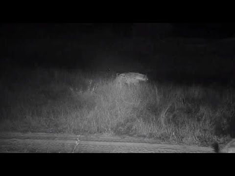 Djuma: Two Hyenas walk by looking around - 03:09 - 09/19/20