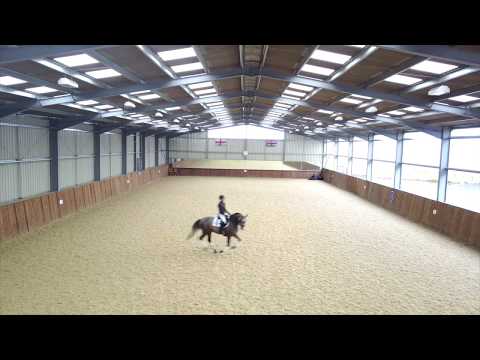 Top potential FEI Dressage Pony