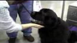 2008 Seattle Kennel Club show