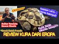 KURA DARAT EROPA TERBAIK TESTUDO HERMANNI KURA DARAT UKURAN MUNGIL KURA LUCU DAN BERANI