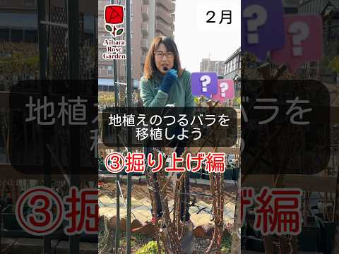 悪い仲間のバラ、フクシアを一緒にしてはいけない植物はどれですか