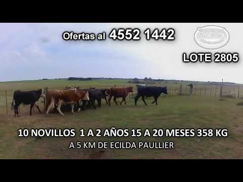 Lote 10 Novillos 1 a 2 años 4 NO c/ HE- 3 NO c/ AA- 1 HE c/ AA- 1 RA- 1 AA c/ HO 358 Kgkg -  en Rincón de Cufre- A 5 Km de Ecilda Paullier