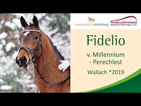 "Fidelio" Wallach *2019 v. Millennium - Perechlest, Verkaufspferdewoche 2023 Moritzburg