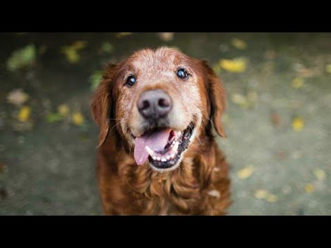 Sundowner's Syndrome in senior pets