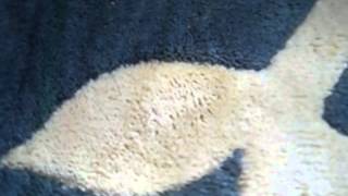 How To Remove Dog Vomit On Carpeting: Use Spray Away Cleaner