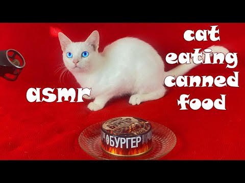 My cats eating canned BURGER asmr