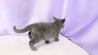 ブリティッシュショートヘアの動画01