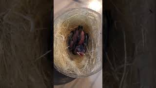 Download lagu Next ring JJL #Josterops #JakartaJosteropsLovers #Pleci #Dakun mp3