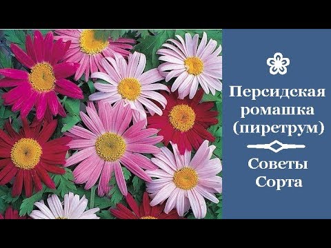 Пиретрум: виды и сорта, условия выращивания