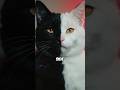 Black Cats Vs White Cats
