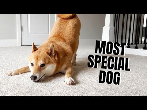 5 Dinge, die den Shiba Inu zum ganz besonderen Hund machen